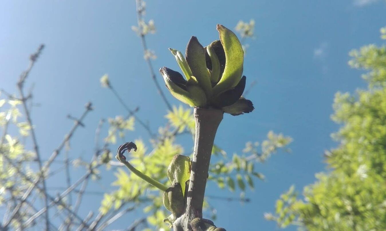 IMG-20260313-WA0011 (1)