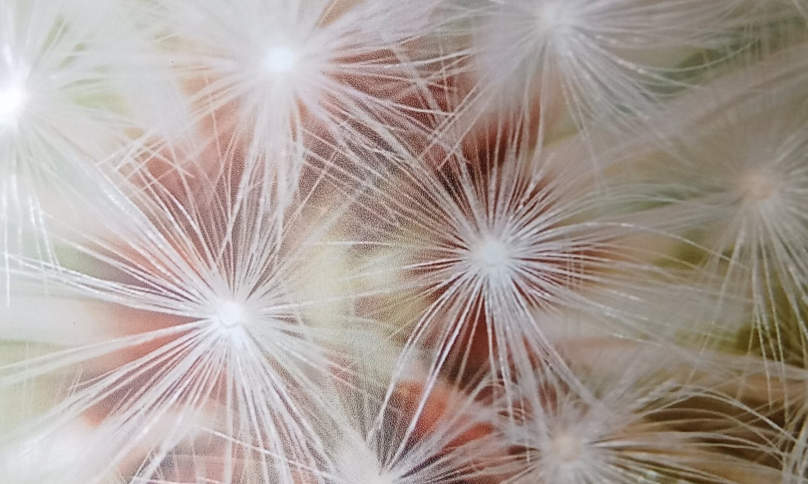 imagen diente de león (1)